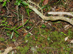 Acianthus sinclairii