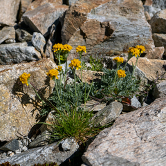 Jacobaea incana