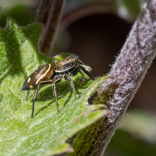Heliophanus aeneus