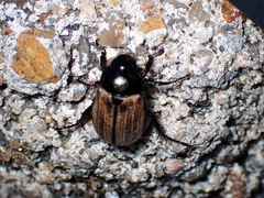Anomala flavipennis