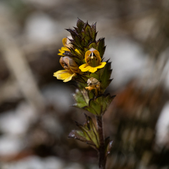 Euphrasia minima