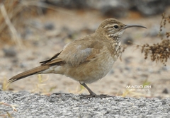 Upucerthia dumetaria