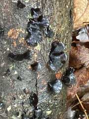 Resupinatus alboniger