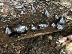 Resupinatus alboniger