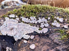 Xylobolus frustulatus