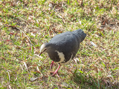 Leucosarcia melanoleuca