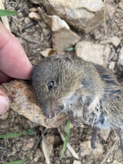 Monster Rice Rat photo 3