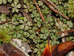 Hydrocotyle dissecta