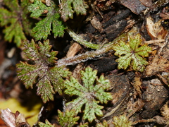 Hydrocotyle dissecta