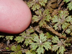 Hydrocotyle dissecta
