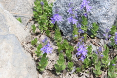Veronica cusickii