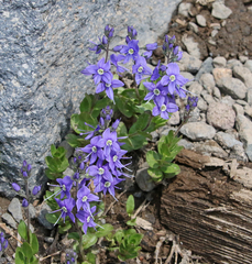 Veronica cusickii