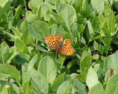 Boloria epithore