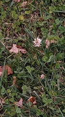 Trifolium repens