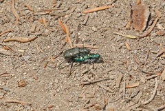 Cicindela depressula