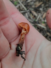 Pholiotina rugosa
