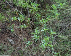Vasconcellea quercifolia