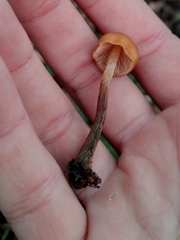 Pholiotina rugosa