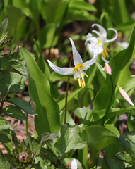 Erythronium montanum