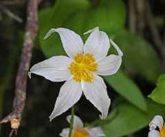 Erythronium montanum