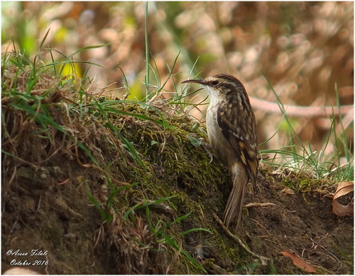 Short-toed Treecreeper