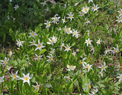 Erythronium montanum