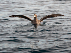 Macronectes giganteus