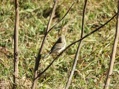 Setophaga coronata