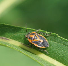 Agonoscelis rutila