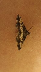 Nacoleia amphicedalis