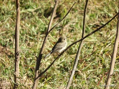 Setophaga coronata