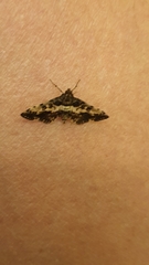Nacoleia amphicedalis