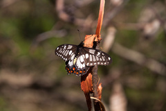Papilio anactus