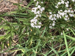 Stevia serrata