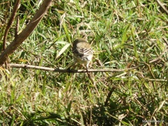 Setophaga coronata