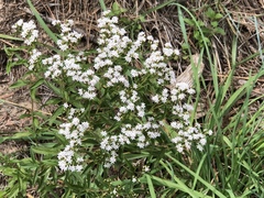 Stevia serrata