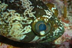 Chironemus maculosus