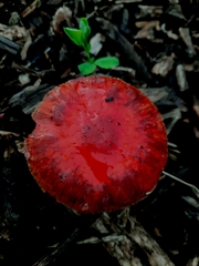 Leratiomyces ceres