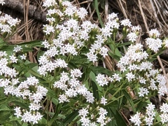 Stevia serrata