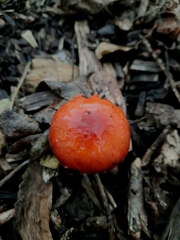 Leratiomyces ceres