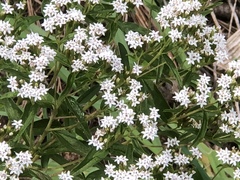 Stevia serrata