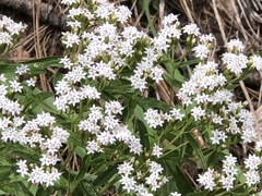 Stevia serrata