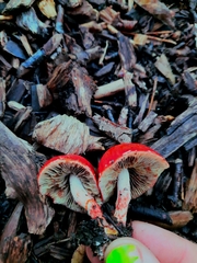Leratiomyces ceres