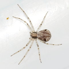 Philodromus
