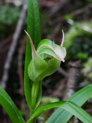 Pterostylis montana