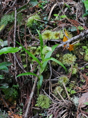 Pterostylis montana