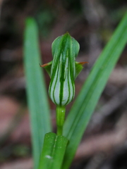 Pterostylis montana