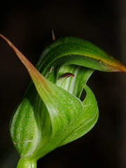 Pterostylis montana