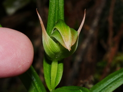 Pterostylis montana