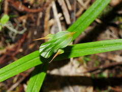 Pterostylis montana